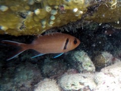 Barred Soldierfish (5